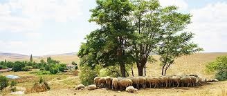 Alpu Uyuzhamamköyü Köyü Resimleri 12