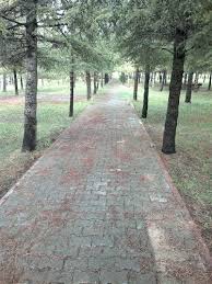 Beylikova Aşağıiğdeağacı Köyü Resimleri 2