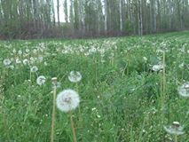 Beylikova Doğray Köyü Resimleri 4