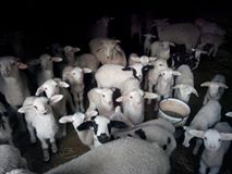 Beylikova Halilbağı Köyü Resimleri 1