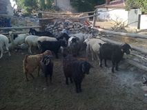 Beylikova Halilbağı Köyü Resimleri 4