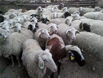 Beylikova Halilbağı Köyü Resimleri 5