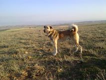 Beylikova Halilbağı Köyü Resimleri 8