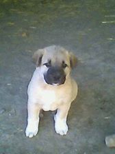 Beylikova Halilbağı Köyü Resimleri 9