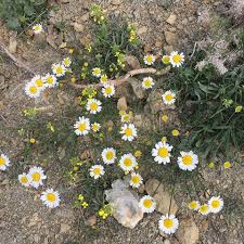 Beylikova İkipınar Köyü Resimleri 1