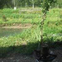 Beylikova Okçu Köyü Resimleri 1