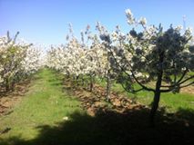 Beylikova Okçu Köyü Resimleri 16