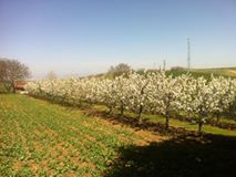 Beylikova Okçu Köyü Resimleri 4