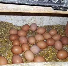 Beylikova Rahmiye Köyü Resimleri 3