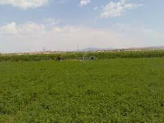 Beylikova Sultaniye Köyü Resimleri 2