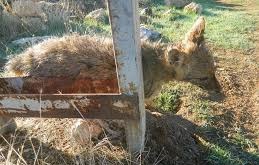 Beylikova Süleymaniye Köyü Resimleri 1