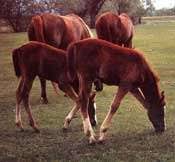 Beylikova Süleymaniye Köyü Resimleri 2