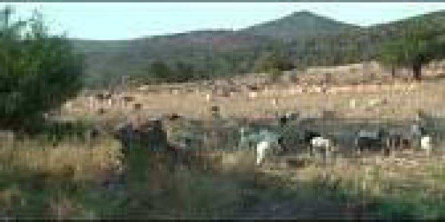 Beylikova Yalınlı Köyü Resimleri