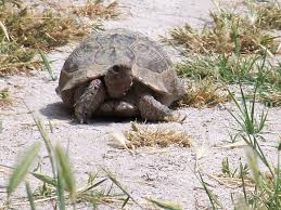 Beylikova Yukarıdudaş Köyü Resimleri 11