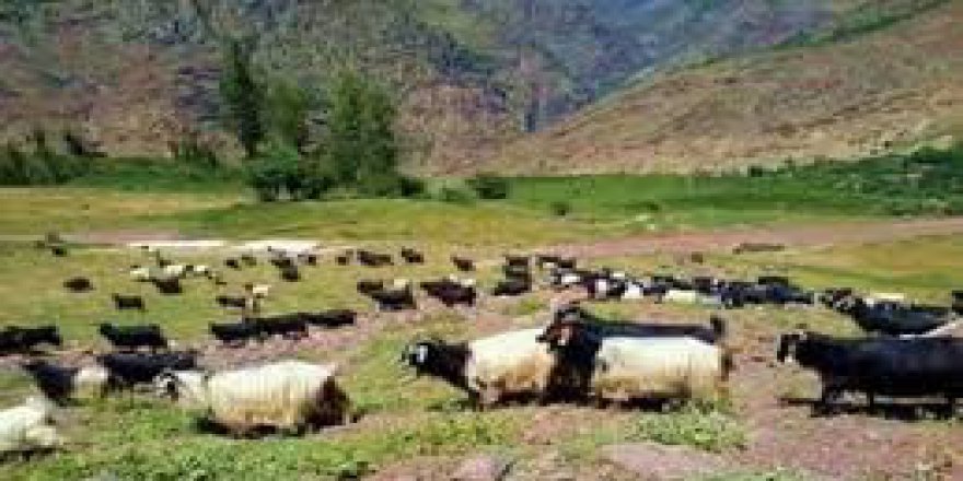 Beylikova Yukarıdudaş Köyü Resimleri