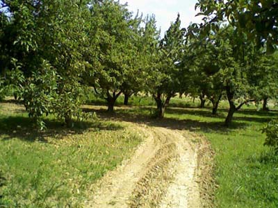 Amasya Boğaköy Resimleri 13