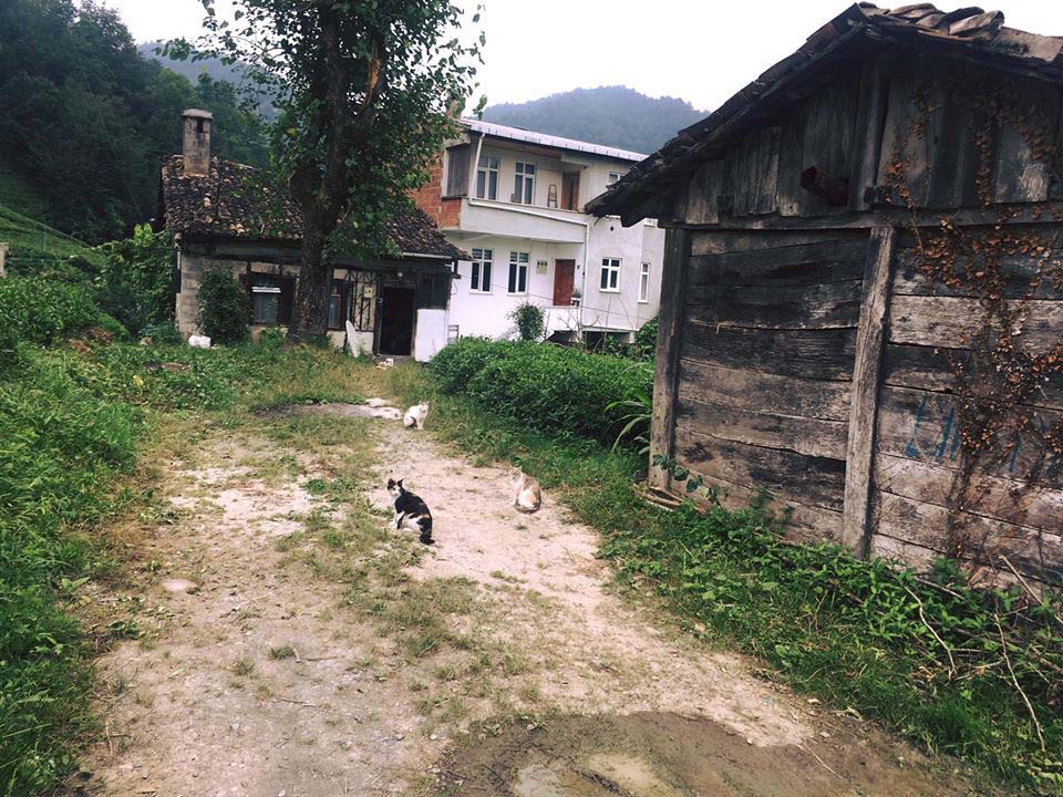 Of Uğurlu Köyü Resimleri 27