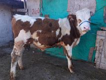 Han Akdere Köyü Resimleri 12