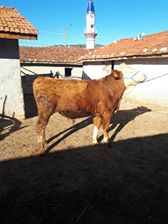 Han Akdere Köyü Resimleri 4