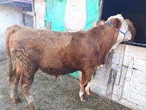 Han Akdere Köyü Resimleri 8