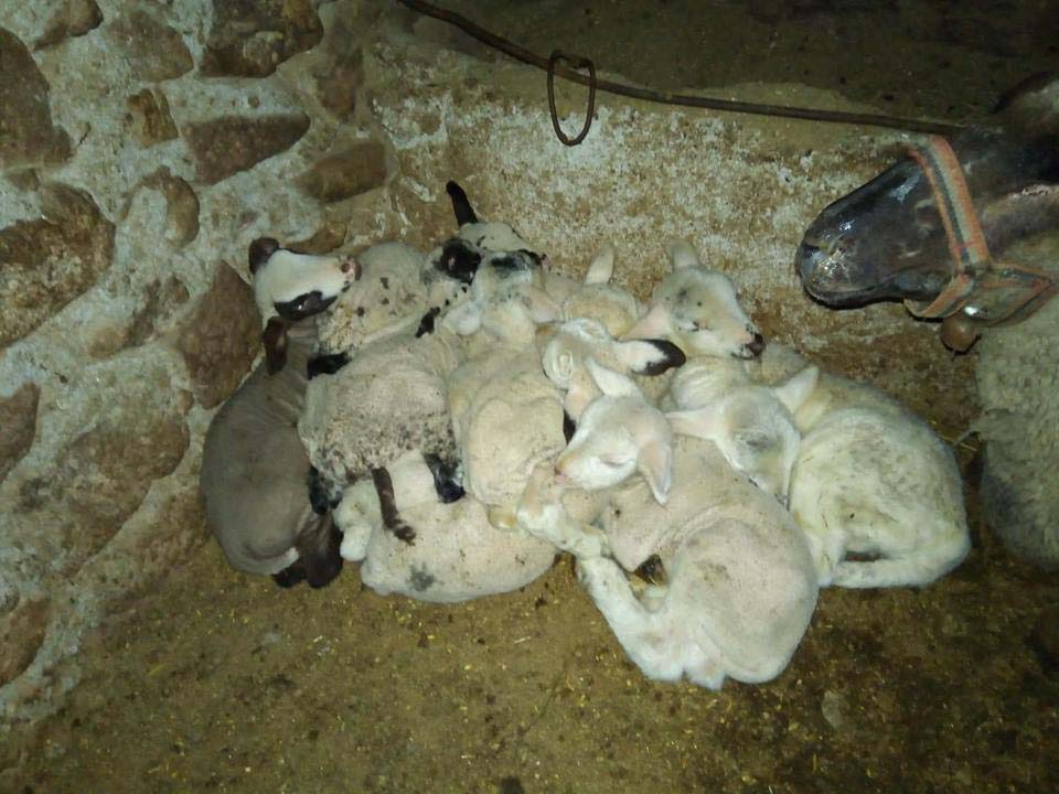 Of Gürpınar Köyü Resimleri 16