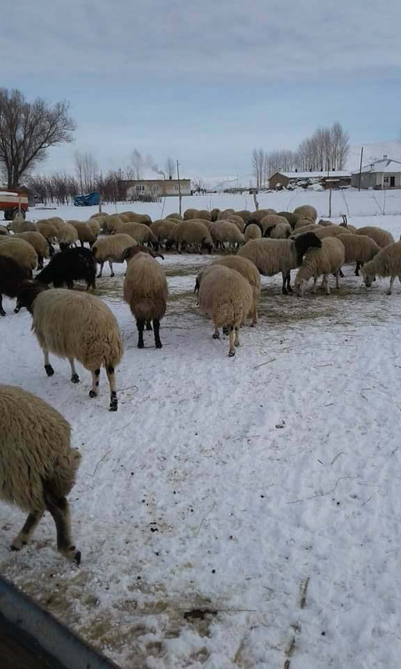 Of Gürpınar Köyü Resimleri 21