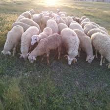 Han Hankaraağaç Köyü Resimleri 4