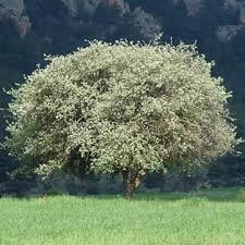 Han Hankaraağaç Köyü Resimleri 7