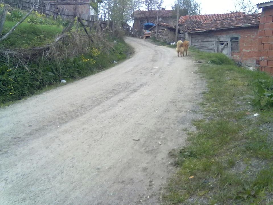 Doğanyurt Danışman Köyü Resimleri 8