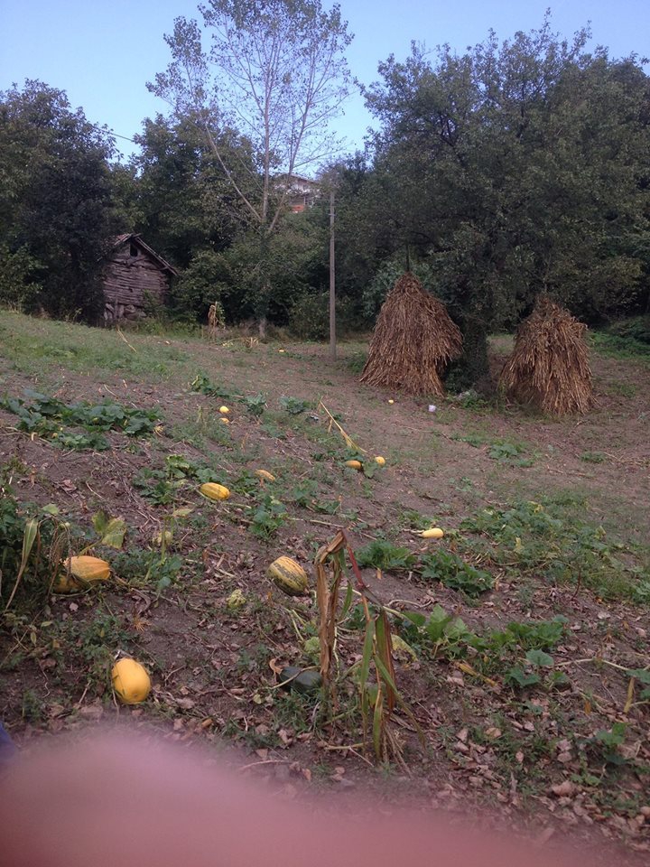 Doğanyurt Gözalan Köyü Resimleri 8