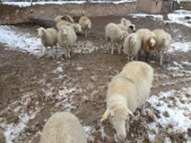 Mahmudiye Doğanca Köyü Resimleri 1