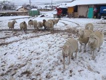 Mahmudiye Doğanca Köyü Resimleri 2