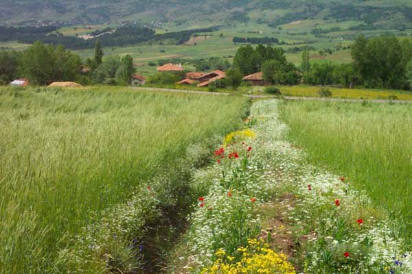 İhsangazi Haydarlar Köyü Resimleri 9