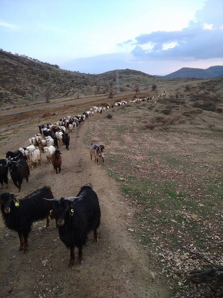 Alacakaya Kayranlı Köyü 4