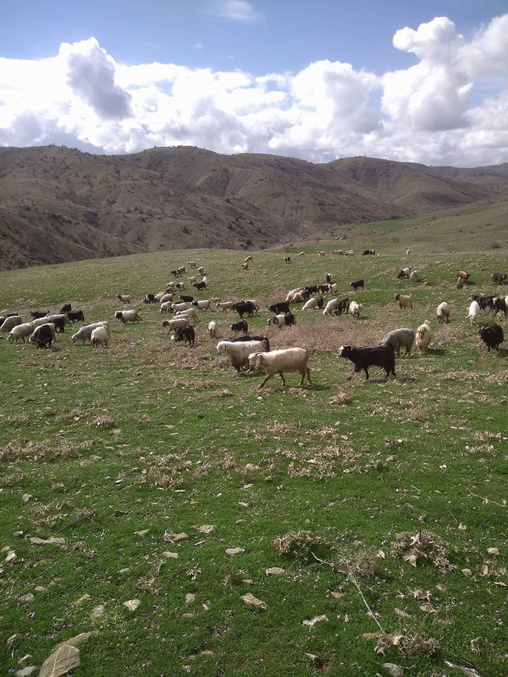 Alacakaya Kayranlı Köyü 5