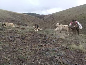 Afşin Kangal Köyü Resimleri 9