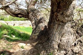 Afşin Kaşanlı  Köyü Resimleri 1