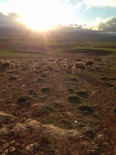 Afşin Kaşanlı  Köyü Resimleri 5