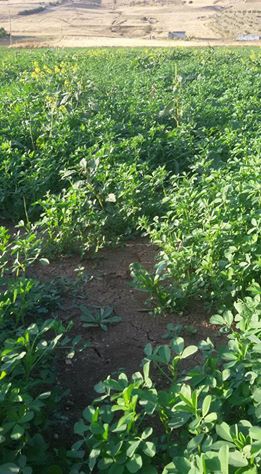 Afşin Koçovası Köyü Resimleri 1