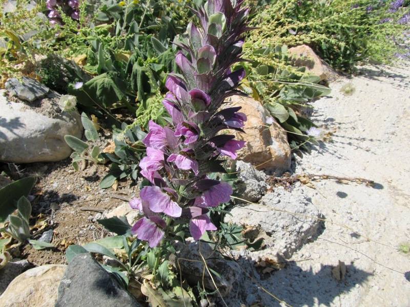 Afşin Nadır Köyü Resimleri 1