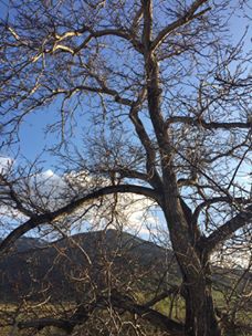 Afşin Örenderesi Köyü Resimleri 3