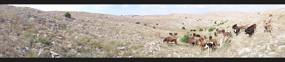 Afşin Söğütdere  Köyü Resimleri 4