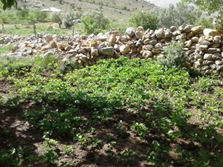 Afşin Türkçayırı Köyü Resimleri 8