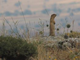 Afşin Türksevin Köyü Resimleri 2