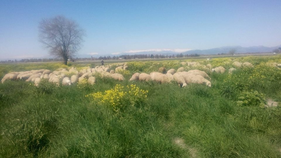 Afşin Türksevin Köyü Resimleri 5