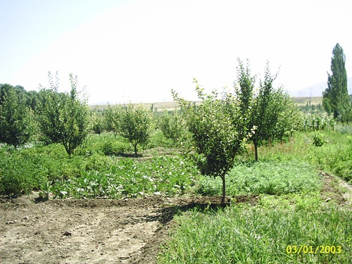 Afşin Yazıbelen Köyü Resimleri 6