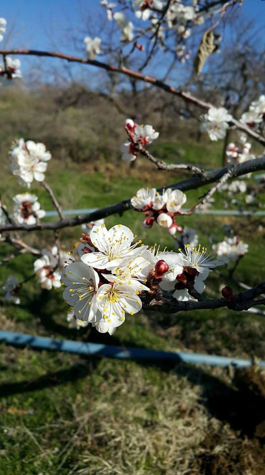 Baskil Aladikme Köyü Resimleri 1