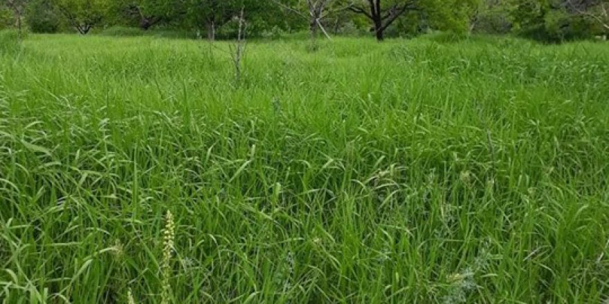 Baskil Aşağıkuluşağı Köyü Resimleri