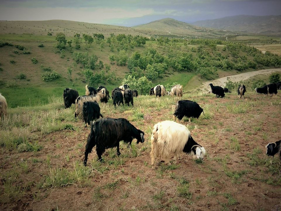 Baskil Beşbölük Köyü 2