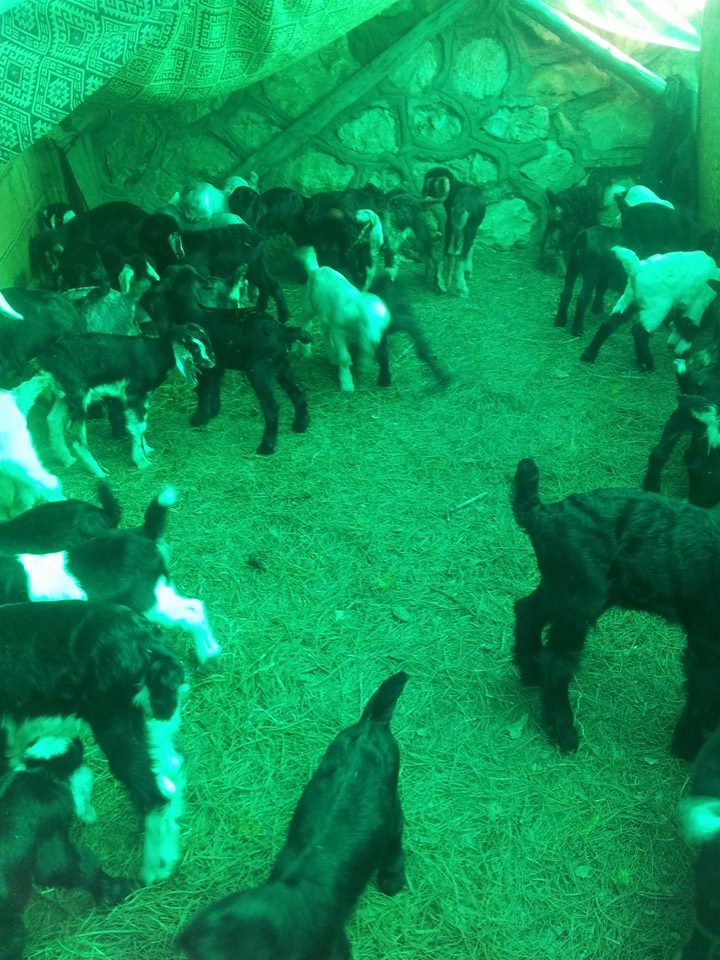 Adana Aladağ Posyağbasan Köyü Resimleri 10